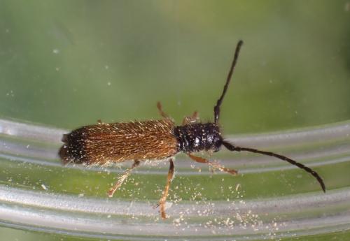 Réf. 324 365 : Tetrops starkii